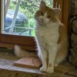 Picture of cat lost at Belleydoux