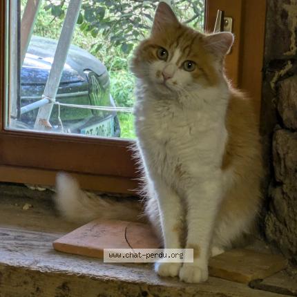 Photo 1/1 Cat reunited Lost in Belleydoux