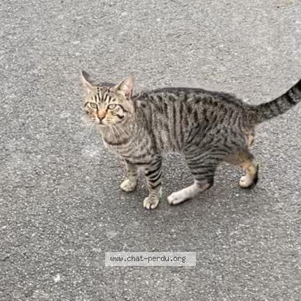 Photo 1/1 Found cat Found in Caen