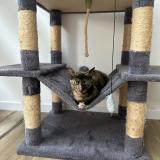 Picture of cat found at Ecuille