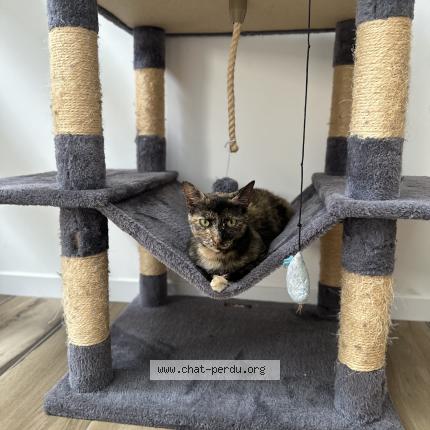 Photo 1/1 Found cat Found in Ecuille