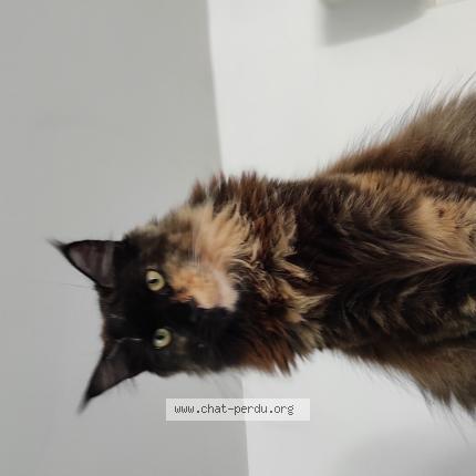 Photo 1/1 Comete Chat lost in Puygouzon