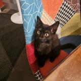 Picture of cat found at Ussel