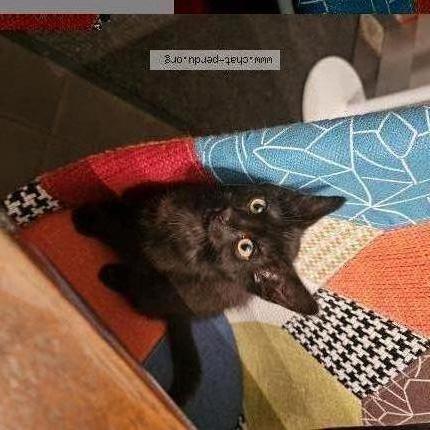 Photo 1/2 Found cat Found in Ussel