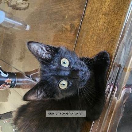 Photo 2/2 Found cat Found in Ussel