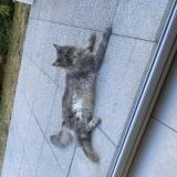 Picture of cat found at Annecy