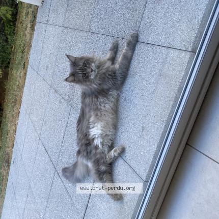 Photo 1/1 Found cat Found in Annecy