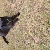 Picture of cat found at Pessac