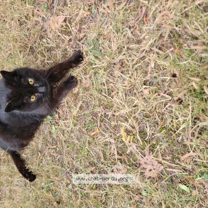 Photo 1/1 Found cat Found in Pessac