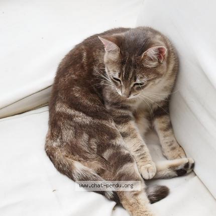 Photo 1/1 Pixie Chat lost in Seynod