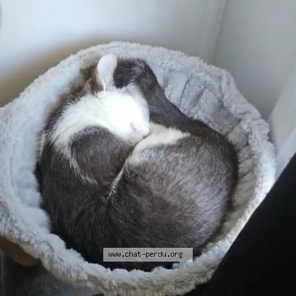 Photo 1/1 Lilou Chat lost in Athis mons