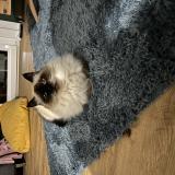 Titchat