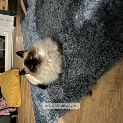 Foto 1/1 Wiedergefundene Katze Verloren in Villars Sur Glane