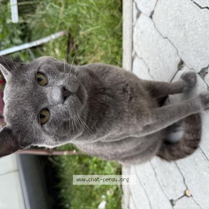 Photo 1/1 Found cat Found in Court saint etienne