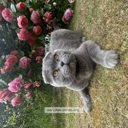 Photo 1/1 Siberie Chat lost in Court saint etienne