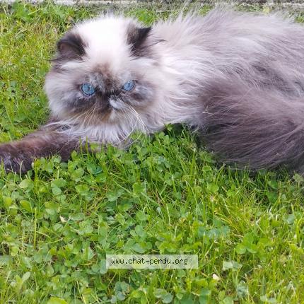 Photo 1/1 Sidonie Chat lost in Pepinster