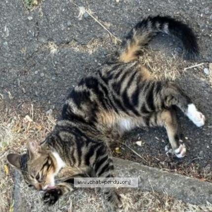 Photo 1/1 Alvin Chat lost in La rochelle