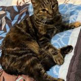 Picture of cat lost at Sandillon