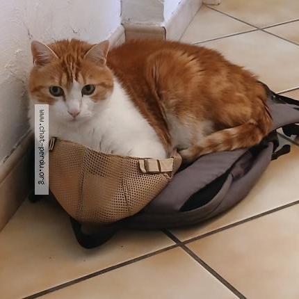 Photo 1/2 Filou Chat lost in Annecy le vieux