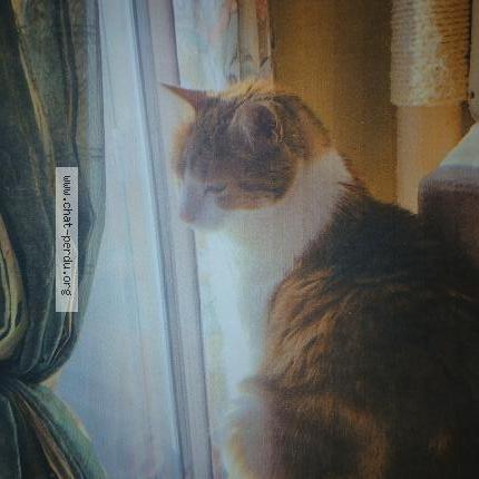 Photo 2/2 Filou Chat lost in Annecy le vieux