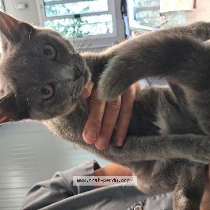 Photo 1/1 Found cat Found in Roubaix