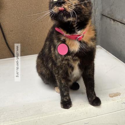 Photo 1/1 Thaïs Chat lost in La gorgue