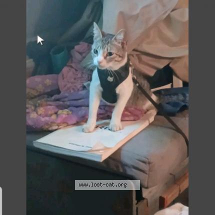 Photo 1/1 Me-mers Chat lost in Arroyo grande