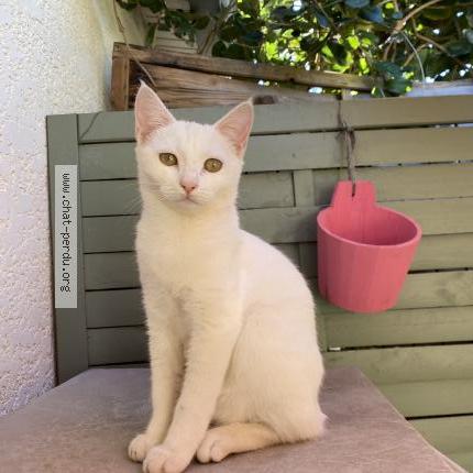 Photo 1/1 Luna Chat lost in Saint paul reunion