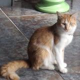 Picture of cat found at Le Blanc Mesnil