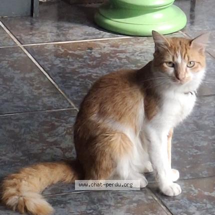 Photo 1/1 Found cat Found in Le blanc mesnil