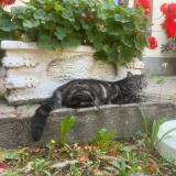 Picture of cat lost at Collex