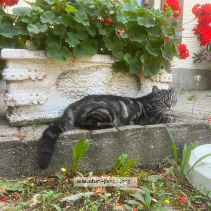 Photo 1/1 Kumo Chat lost in Collex