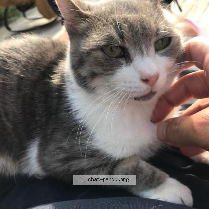 Photo 1/1 lulu Chat lost in Folgensbourg