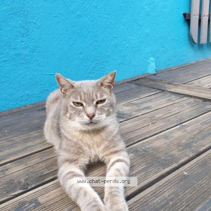 Photo 1/1 nanar Chat lost in Rillieux la pape