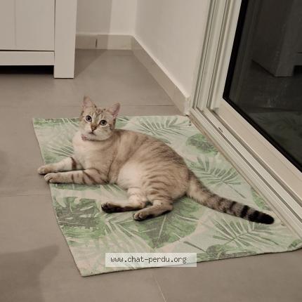 Photo 1/1 Nala Chat lost in Saint denis