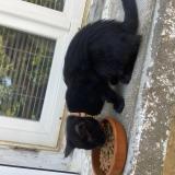 Picture of cat found at Bassan