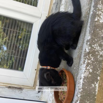 Photo 1/1 Found cat Found in Bassan