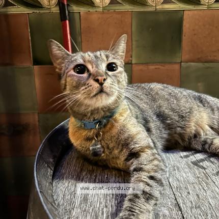 Photo 1/1 Boubou Chat lost in Bruxelles