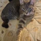 Picture of cat lost at Rennes