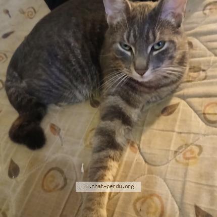 Photo 1/1 Petit bohom' Chat lost in Rennes