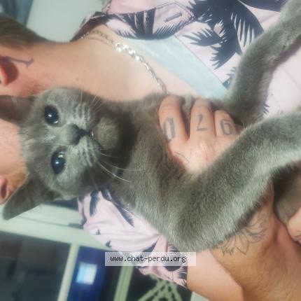 Photo 1/1 Found cat Found in Illiers combray