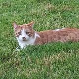 Picture of cat lost at Loubieng