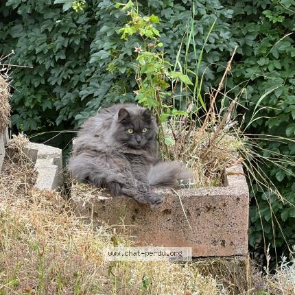 Foto 1/1 Wiedergefundene Katze Verloren in St Cergue