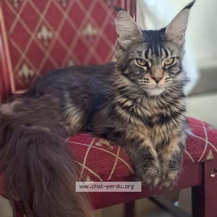 Photo 1/1 Umbrella Chat lost in Poitiers