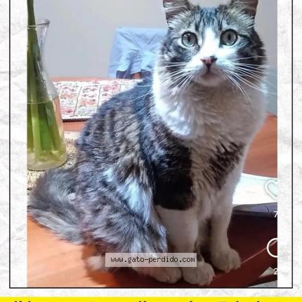 Photo 1/1 Arnoldo Arny Chat lost in Talcahuano