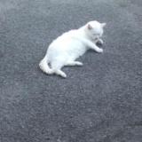Picture of cat lost at Mouscron