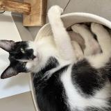 Picture of cat lost at Hauterives