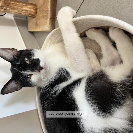 Photo 1/1 Kina&iuml; Chat lost in Hauterives