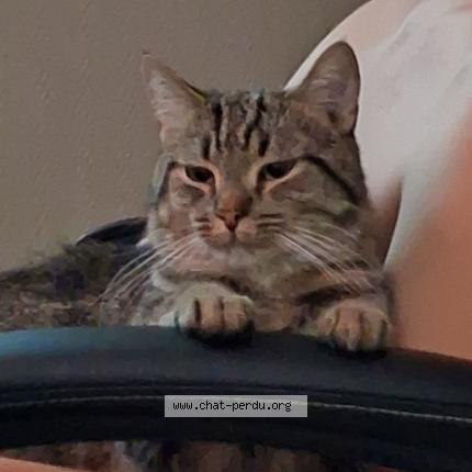 Photo 1/1 Naruto Chat lost in Herstal