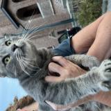 Picture of cat found at Bruxelles